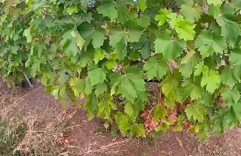 Сорт винограда ливия — описание, посадка и уход