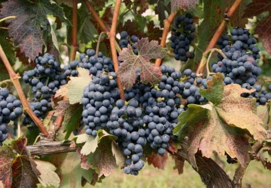 Виноград темпранильо: описание сорта, вкуса, выращивание и отзывы