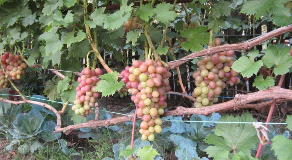 Виноград ливия описание и характеристика сорта, выращивание и уход, отзывы, фото