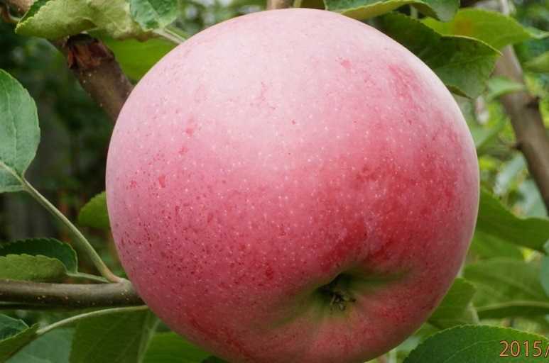 Яблоня вишневое: описание сорта и характеристики. когда собирать и снимать на хранение? особенности и выращивание, обрезка и сроки созревания