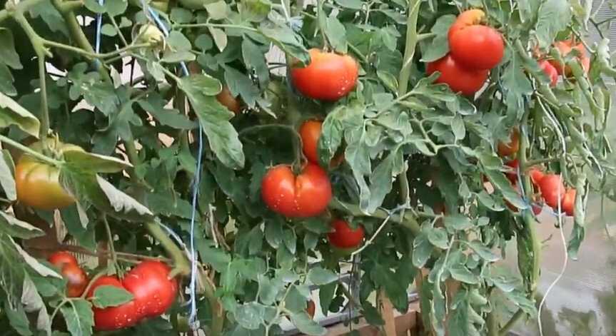 Подробное описание и характеристика сорта томата хлебосольный