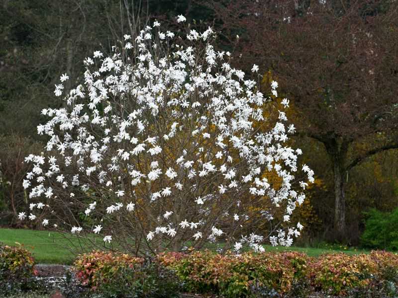 Магнолия звездчатая magnolia stellata