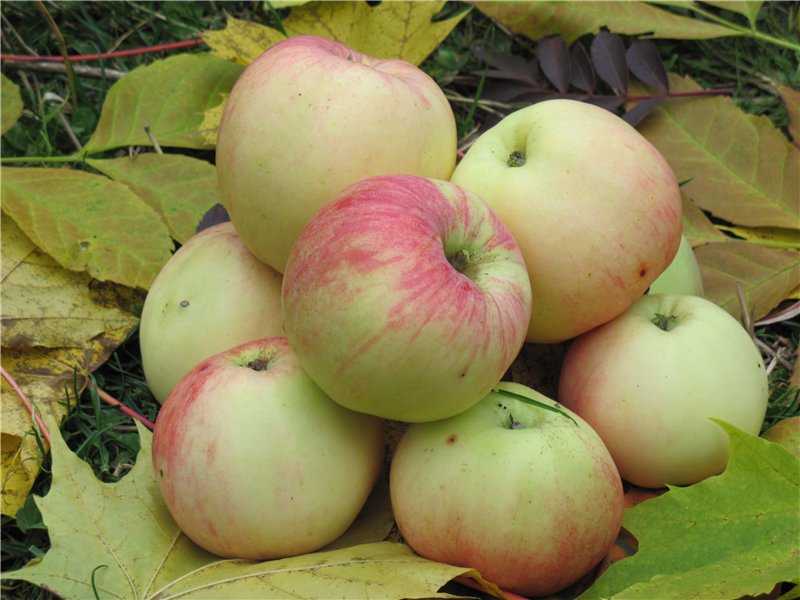 Описание сорта яблони заветное: фото яблок, важные характеристики, урожайность с дерева