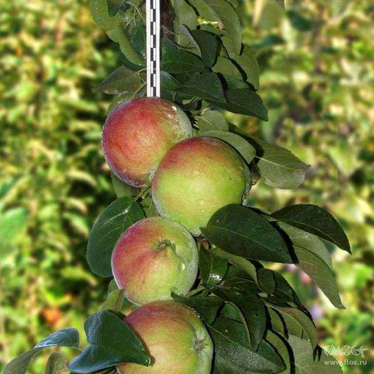 Колоновидная яблоня останкино: описание и характеристика сорта, особенности посадки и ухода, фото