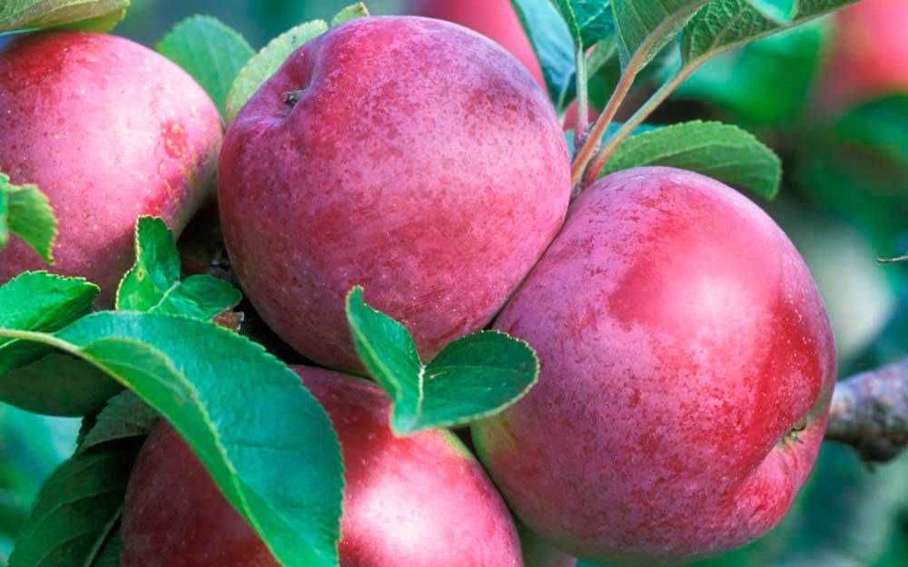 Все о яблоне боровинка: описание и фото сорта, особенности выращивания и другие нюансы