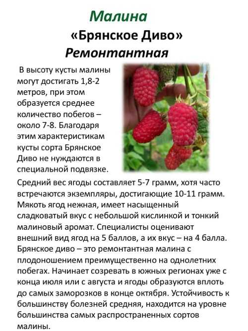Малина краса россии: описание сорта, особенности и выращивание, сроки созревания и характеристики