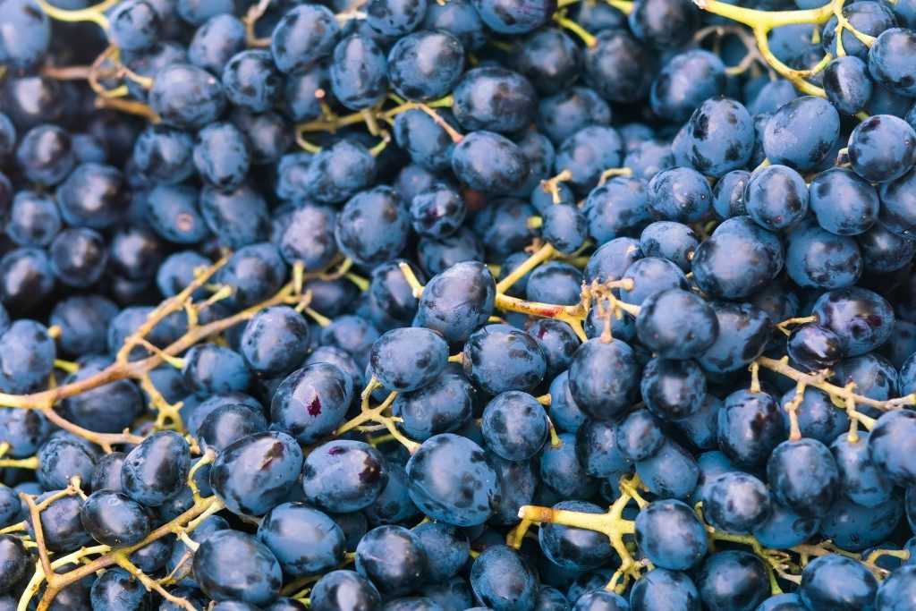 Виноград рэмбо: описание и характеристики сорта, особенности ухода и фото