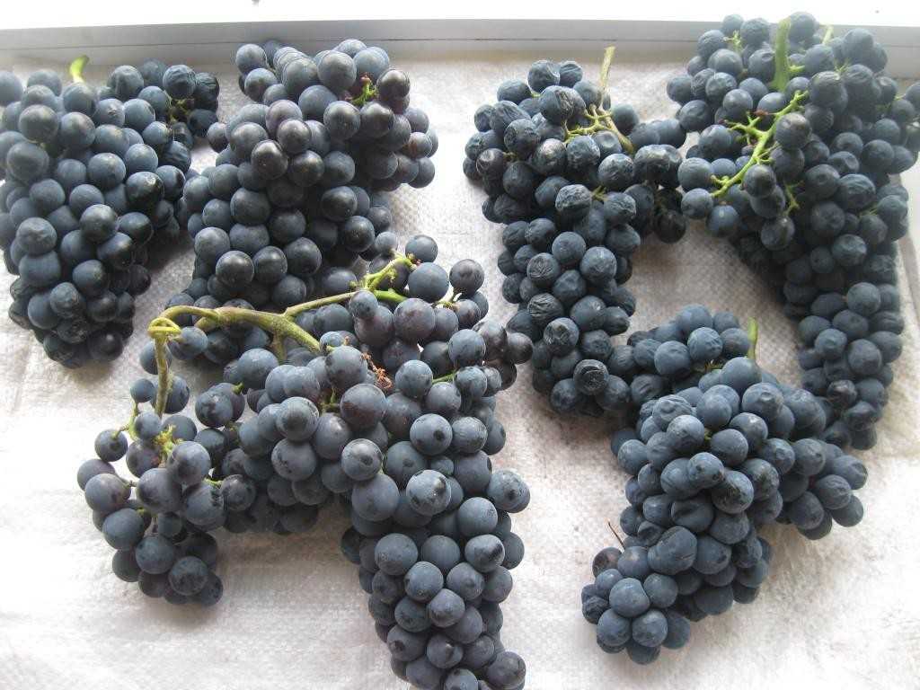 Описание и характеристики сорта винограда каберне совиньон, регионы для выращивания и правила посадки