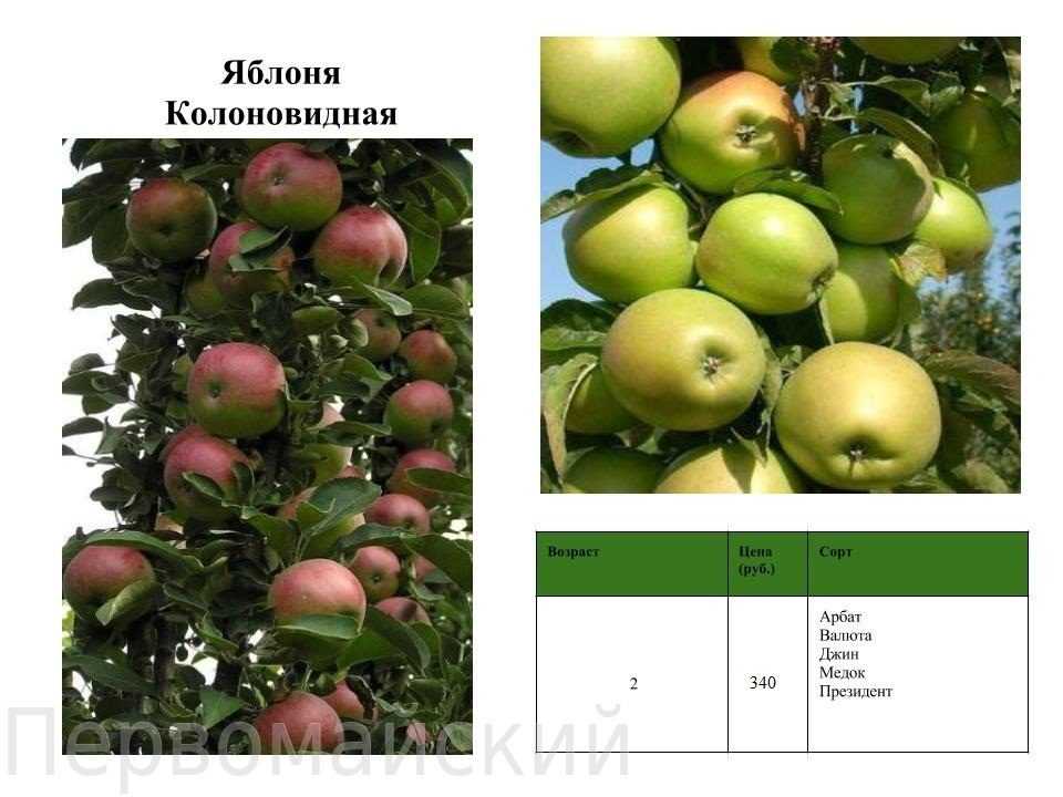 Яблоня колоновидная сорта васюган: особенности и характеристика, плюсы и минусы, агротехника выращивания, фото