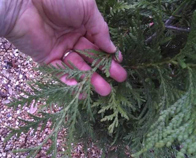 Туи (36 фото): как выращивать дерево? особенности ухода за декоративным растением. как развести тую на урале? как выглядит покрытосеменная туя?