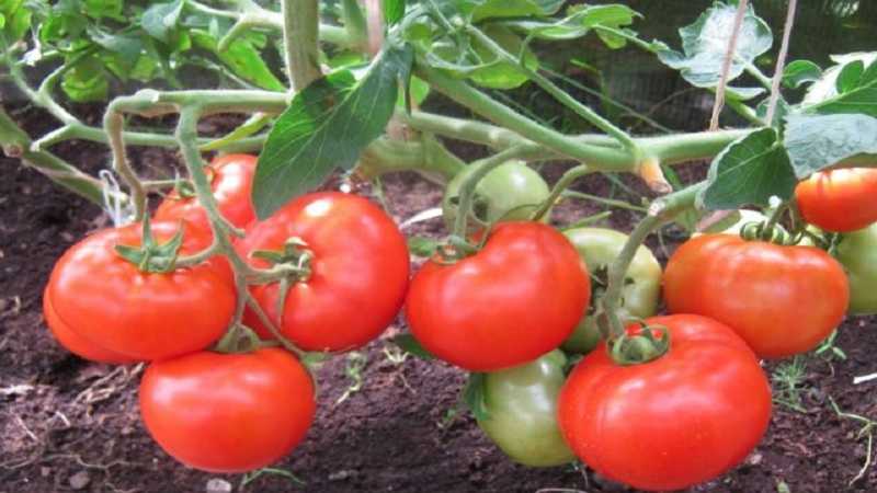 Как выращивать и ухаживать за чесноком в открытом грунте, чтобы был хороший урожай