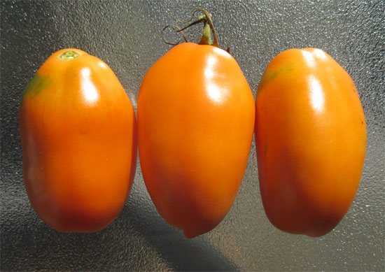 Как вырастить томат "перцевидный", особенности посадки и ухода за растением