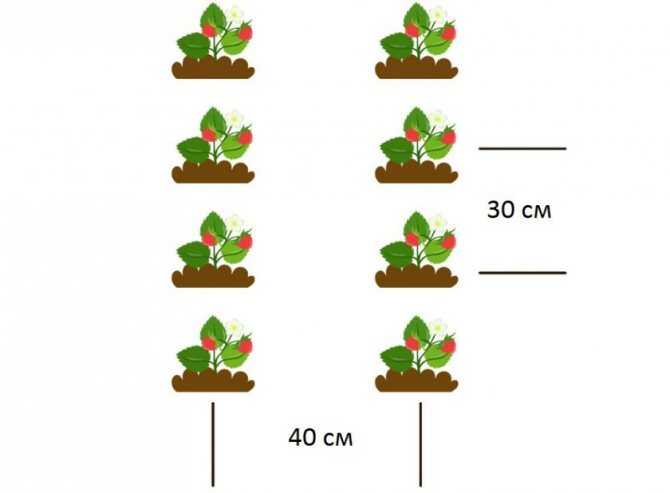 Клубника вивара: описание и характеристики сорта садовой земляники, правила выращивания виктории и фото