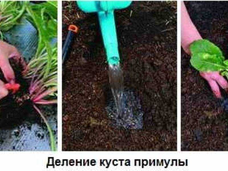 Как размножить спирею? 16 фото размножение отводками. как рассадить спирею делением куста осенью или в другое время?