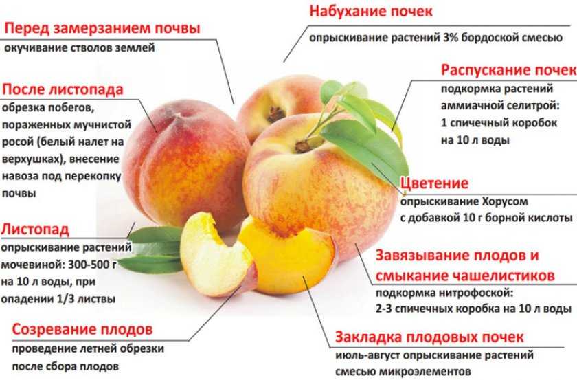 Любисток: выращивание и уход, как сажать и вырастить из семян (в открытом грунте, в горшке в домашних условиях и на рассаду), подкормка, сбор урожая